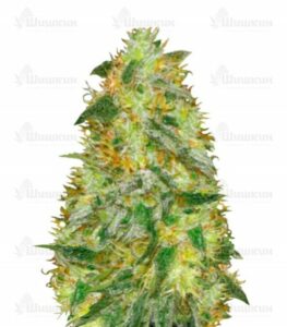 Auto Original Limonade Skunk (Victory Seeds) семена конопли