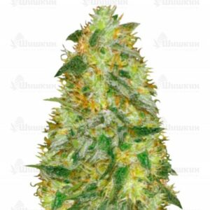 Auto Original Limonade Skunk (Victory Seeds) семена конопли
