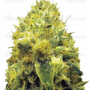 Blow Dream (Victory Seeds) семена конопли
