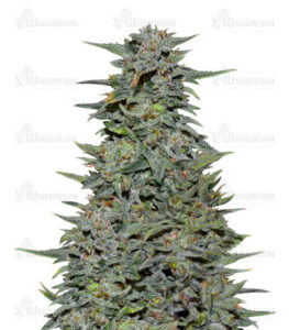 Boy Scout Cookies fem (Kalashnikov Seeds) семена конопли