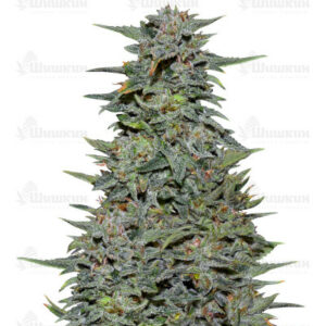 Boy Scout Cookies fem (Kalashnikov Seeds) семена конопли