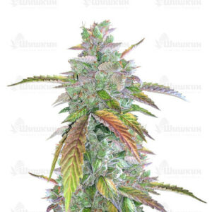 Bruce Banner Auto (Cali Buds Seeds) семена конопли