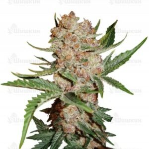 Bubblelicious Automatic (Nirvana Seeds) семена конопли