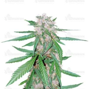 C4 auto (FastBuds) семена конопли