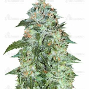 Flash Babylon auto (Samsara Seeds) семена конопли