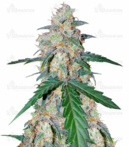 G14 Auto (FastBuds) семена конопли
