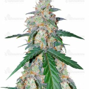 G14 Auto (FastBuds) семена конопли