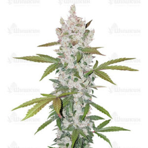 Gelato Auto (FastBuds) семена конопли