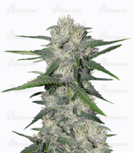 Gorilla Glue Auto (FastBuds) семена конопли