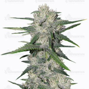 Gorilla Glue Auto (FastBuds) семена конопли