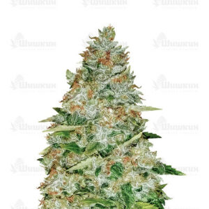Dream Machine (Heavyweight Seeds)