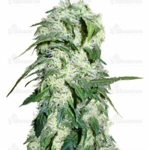 Himalaya Gold (GHS) семена конопли