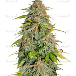 Papa's Candy (Eva Seeds) семена конопли