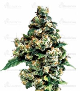 Jack Herer (GHS) семена конопли