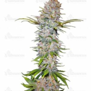 Jock Horror Automatic (Nirvana Seeds) семена конопли