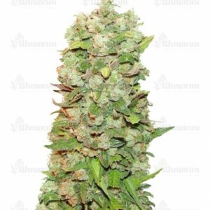 Mexican Airlines auto (FastBuds) семена конопли