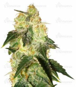 Pakistan Ryder auto (World of Seeds) семена конопли
