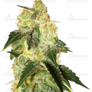 Pakistan Ryder auto (World of Seeds) семена конопли