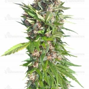 Red Purps (Female Seeds) семена конопли
