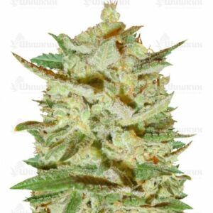Supersonic Cristal Storm auto fem (Samsara Seeds) семена конопли