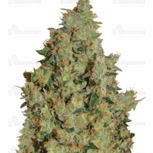 Tangerine Dream (Barney's Farm) семена конопли