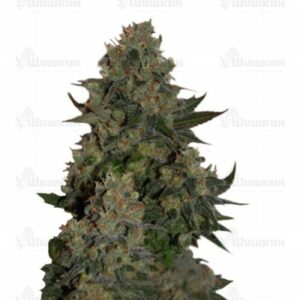Tutankhamon (Pyramid Seeds) семена конопли