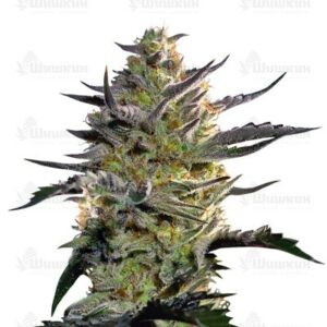 Blueberry OG (Barney's Farm) семена конопли