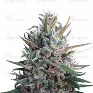 Eleven Roses (Delicious Seeds) семена конопли