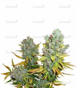 Cream Caramel Auto (Sweet Seeds) семена конопли