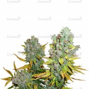 Cream Caramel Auto (Sweet Seeds) семена конопли