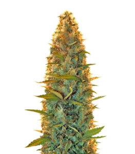 Lowryder auto regular (Doctor’s Choiсe)