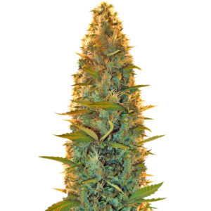 Lowryder auto regular (Doctor’s Choiсe)