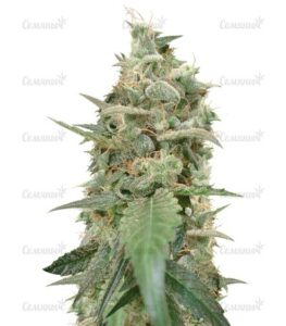 Auto Ak (AK 47 Auto) семена конопли