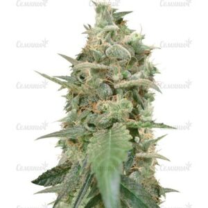 Auto Ak (AK 47 Auto) семена конопли