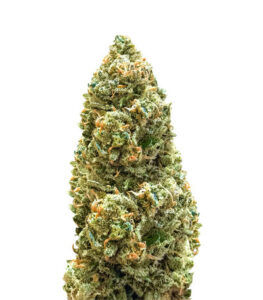 Семена сорта Bruce Banner Auto (Monster Genetics)