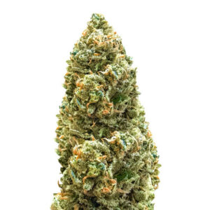 Семена сорта Bruce Banner Auto (Monster Genetics)