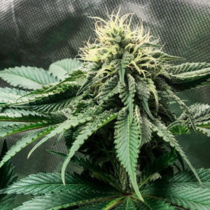 Семена сорта Gorilla Glue #4 fem (Original Sensible Seeds)