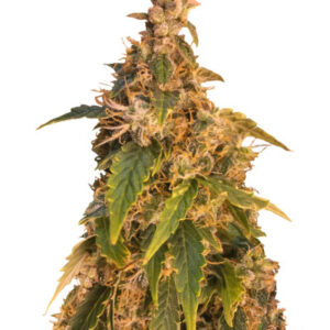 Jack Herer Auto fem (GHS) семена конопли