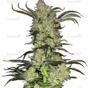 Семена сорта Caramelo Early Version (Delicious Seeds)
