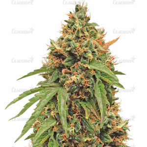 Семена сорта Devil Cream Auto (Sweet Seeds)