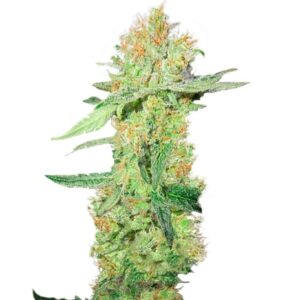 Семена сорта Y Griega CBD