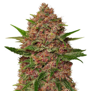 Семена сорта Purple Punch Cookies fem (Original Sensible Seeds)