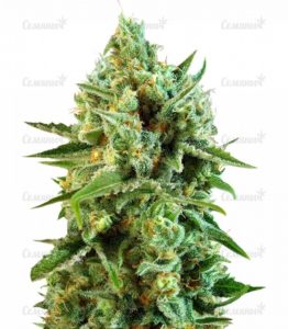 Семена сорта Auto Caramelino (Victory Seeds)