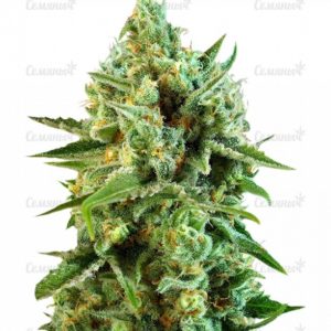 Семена сорта Auto Caramelino (Victory Seeds)