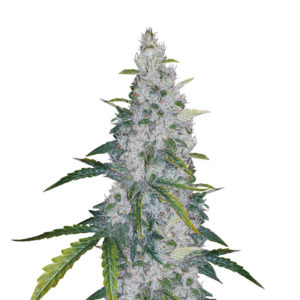 Auto White Widow fem (Dutch Passion) семена конопли