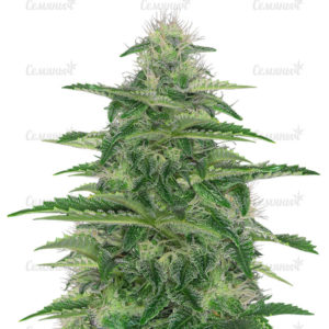 Семена сорта Auto White Widow (Pyramid Seeds)