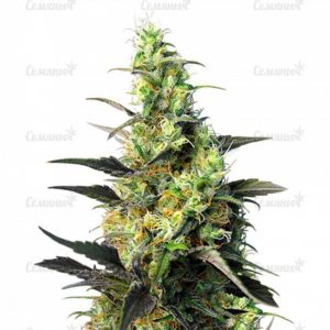 Семена сорта Auto Chocodope (Victory Seeds)