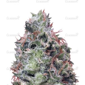Семена сорта Lucid Bolt (Paradise Seeds)
