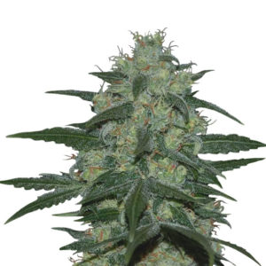 Семена сорта Pakistan Valley Reg (World Of Seeds)