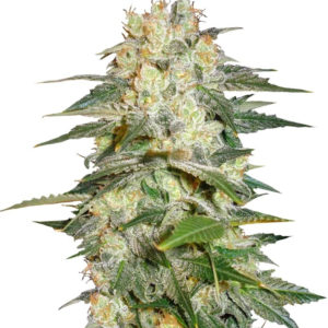 Семена сорта Afghan Kush Ryder auto (World of Seeds)